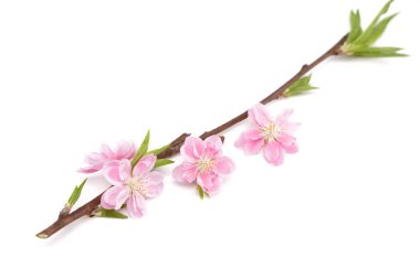 Cherry blossom isolated on white background. Sign of spring. Copy space.