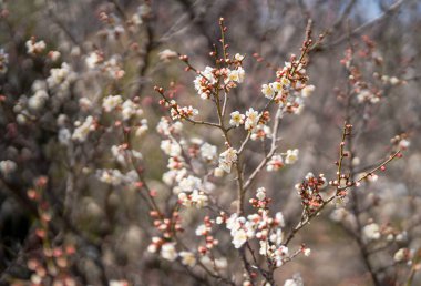 Geçmişi bulanık erik çiçeği. bahar işareti