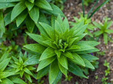 Bahçede yetişen Lily çiçeği.