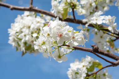 Armut, mavi gökyüzü ile ağaçta çiçek açar.