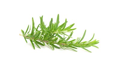 Beyaz arkaplanda izole edilmiş biberiye dalı.