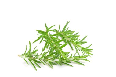 Beyaz arkaplanda izole edilmiş biberiye dalı.