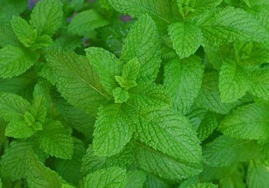 Bahçede yetişen nane şekerini kapat..