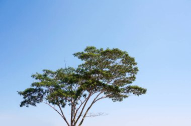 Mavi gökyüzü arka planındaki ağaç. Doğa fotoğrafçılığı.                                                   
