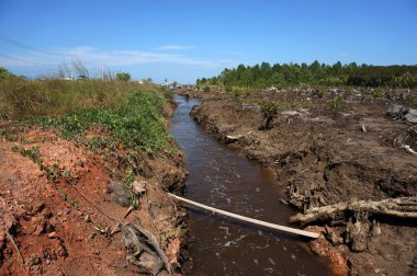 Mangrov bitkileri balık ve karides havuzları yapmak için kasten hasar görmüşler.                                                             