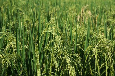 Seçici odaklı sarı yeşil pirinç tarlasını kapat.                                                            