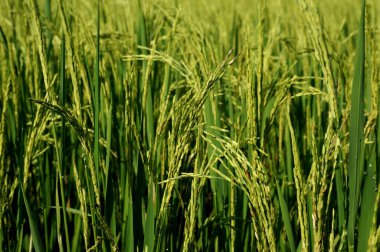 Seçici odaklı sarı yeşil pirinç tarlasını kapat.                                                            