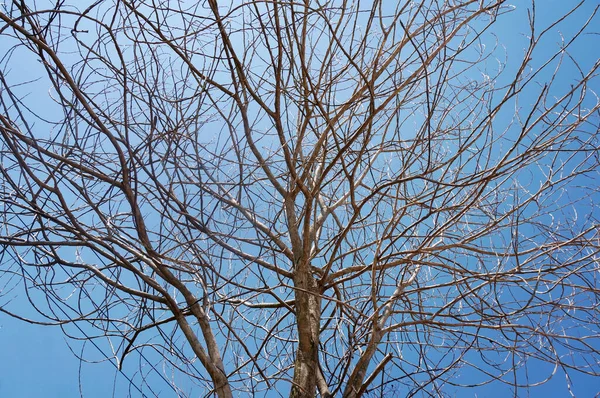 Dead Tree Blue Sky Background Out Line Dry Tree Branch — Stock Photo, Image