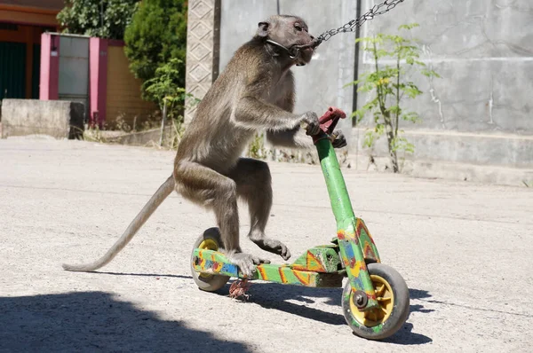 Mono Macaco Que Está Entrenado Para Actuaciones Callejeras Conocido Como —  Fotos de Stock