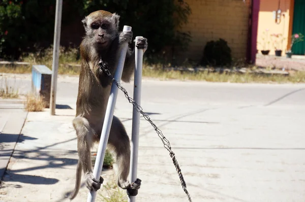 Makakowa Małpa Szkolona Występów Ulicznych Znana Jako Topeng Monyet Jest — Zdjęcie stockowe