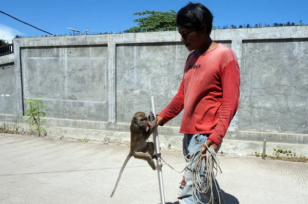 Sangatta Kalimantan Orientale Indonesia Aprile 2020 Una Scimmia Macaco Addestrata — Foto Stock