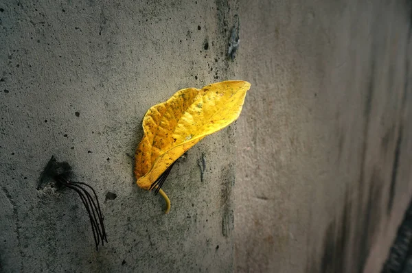 Yellow Dry Leaf Concrete Wall Background — Stock Photo, Image