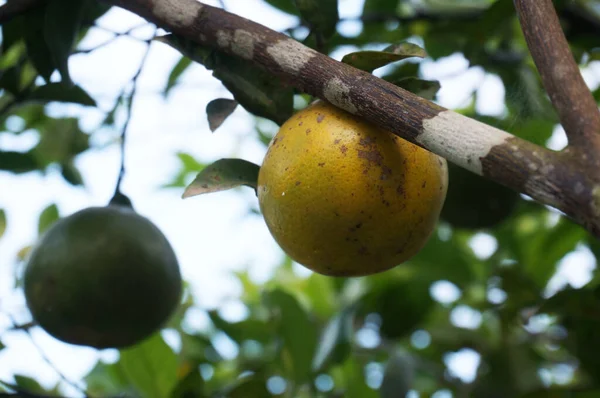 Fresh Local Oranges Leaves Selective Focus Indonesia Fruit Called Jeruk — Stock Photo, Image