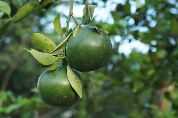 Fresh Local Oranges Leaves Selective Focus Indonesia Fruit Called Jeruk — Stock Photo, Image
