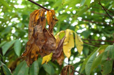 Cassava tarlalarında kurutulmuş manyok yaprakları..                                                             