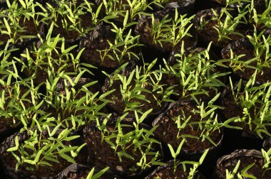 Yakından filizlenir su ıspanağı politorba içinde yetişir.                                                       