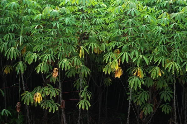 Closeup View Cassava Plant Fields — Stock Photo, Image