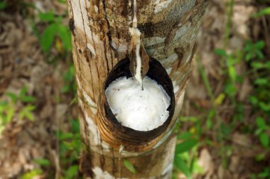  Kauçuk ağaç çiftliği. Kauçuk ağaçtan (Hevea Brasiliensis) elde edilen sütlü lateks. Seçici Odaklanma.                                                           