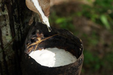 Kauçuk ağaç çiftliği. Kauçuk ağaçtan (Hevea Brasiliensis) elde edilen sütlü lateks. Seçici Odaklanma.                                                            