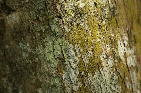 Closeup Tree Bark Texture Background Old Wood Background Selective Focus — 스톡 사진