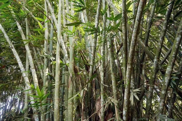 Ázsiai Bambusz Erdő Reggeli Napfény — Stock Fotó