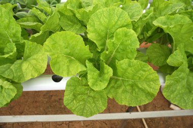 Hidroponik boruda hidrofonik samhong. Hidrofonik sebze çiftliği.                                                