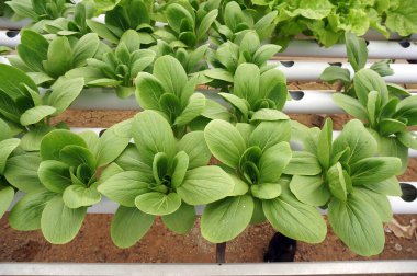 Hidrofonik pakcoy ve hidroponik boru. Hidrofonik sebze çiftliği.                                                      