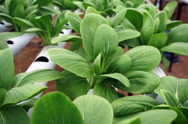 Hidrofonik pakcoy ve hidroponik boru. Hidrofonik sebze çiftliği.                                                      