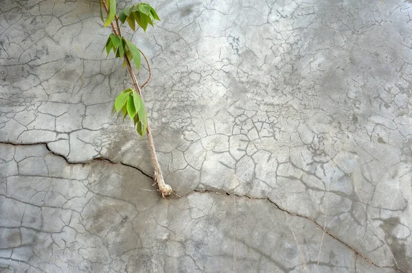 Plant Grow Cracked Concrete Wall — Stock Photo, Image