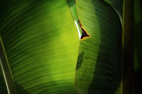 Stare Liście Bananów Podświetlanym Słońcem Tło — Zdjęcie stockowe