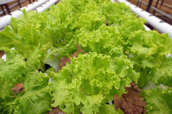 Hydroponic Lettuce Hydroponic Pipe Hydroponic Vegetable Farm — Stock Photo, Image