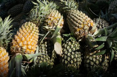   Taze ananas, koyu arkaplan, seçici odak                                                           