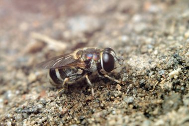 Makro sinek vuruşu. Seçici odaklanma. Makro fotoğrafçılık.