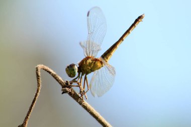Yakından sarı yusufçuk. Seçici Odaklanma. Makro Fotoğraf