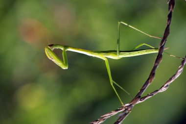 Güneş ışığıyla peygamberdevesi duası. Seçici odaklanma. Makro fotoğrafçılık.