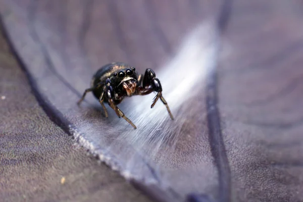 紫色の葉に巣の上にクモをジャンプします 選択的フォーカス マクロ写真 — ストック写真