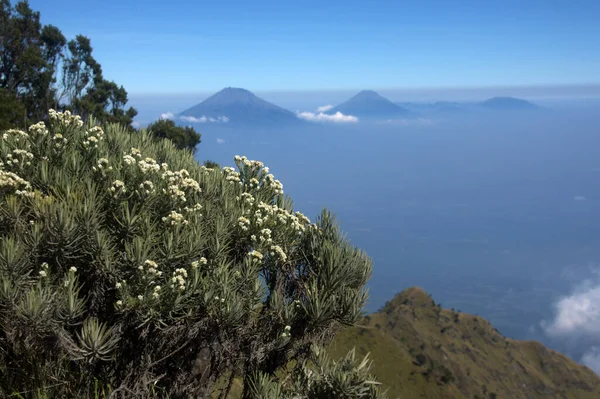 Merbabu dağ yolunda Edelweiss çiçekleri. Magelang, Merkez Java. Endonezya.