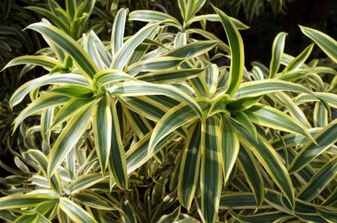 Yeşil ve sarı klorofilyum yaprakları. (örümcek bitkisi). Seçici Odaklanma.                                   