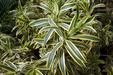  Yeşil ve sarı klorofilyum yaprakları. (örümcek bitkisi). Seçici Odaklanma.                              