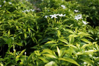 Yasemin çiçekleri bahçede.                                 