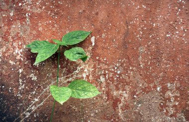 Kahverengi eski duvar arka planında yeşil yapraklar                                                          
