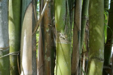 Ev bahçesindeki bambu ağacı                                                             