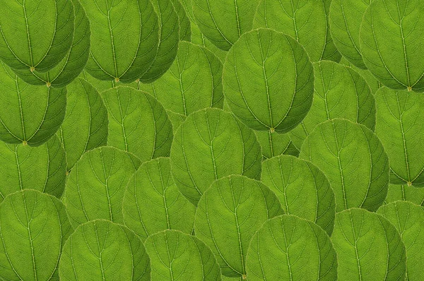 Zöld Levelek Textúra Részlet Háttér — Stock Fotó