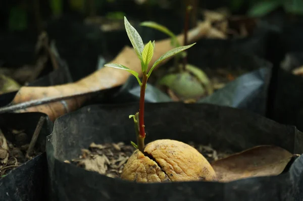 Closeup Shoots Grow Avocado Seeds Polybags — Stock Photo, Image