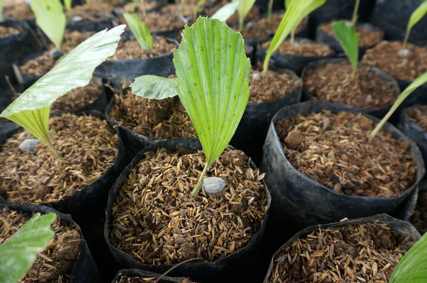 Poşetin Üzerindeki Tohumdan Şeker Palmiyesi Büyüyor — Stok fotoğraf