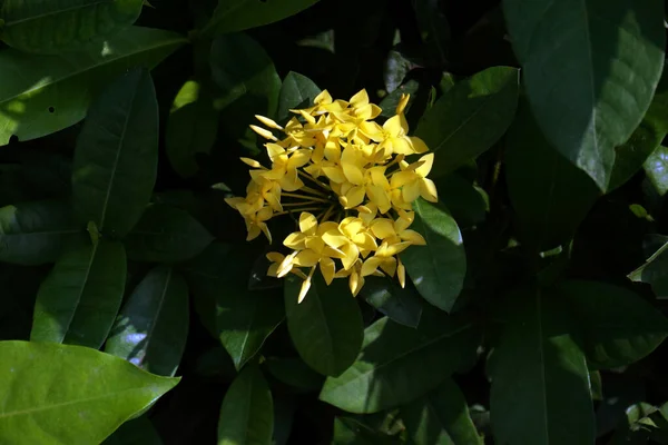 Ашока Иксори Желтый Цветок Саду — стоковое фото