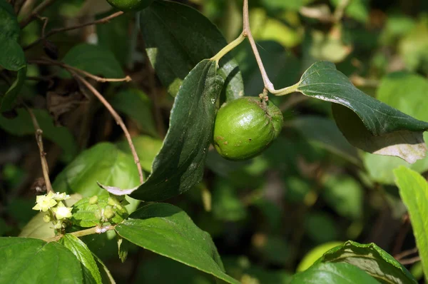 Putsa Fruit India Apple Ziziphus Mauritiana — Stock Photo, Image