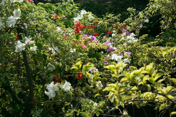庭のブーゲンビリアの花 選択的フォーカス — ストック写真