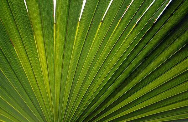 Zielony Wzór Liści Palmowych Tekstury — Zdjęcie stockowe
