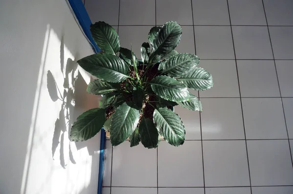 Süslü Bitkiler Ofiste — Stok fotoğraf